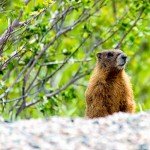 Road Side Marmot