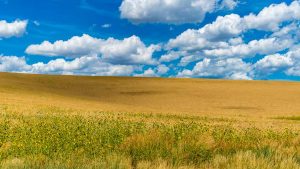 Golden wheat fields under a blue sky show landscapes of Color by Mark Ruckman