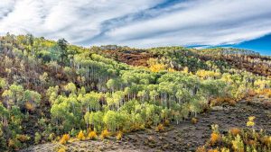Electric Hill of Aspen Trees in the fall by Mark Ruckman
