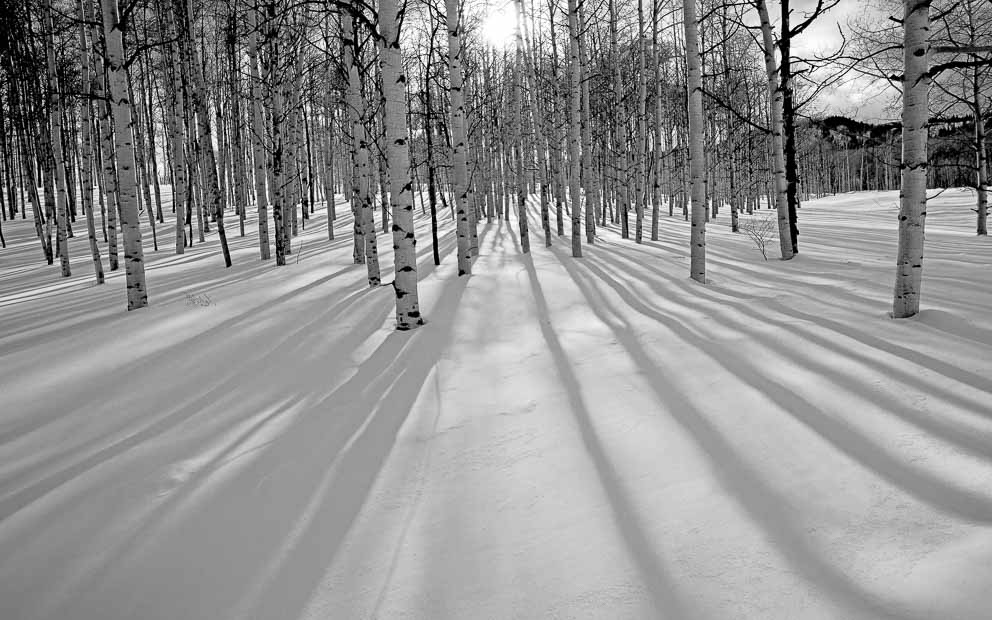 Aspen trees show their Long Shadows by Mark Ruckman