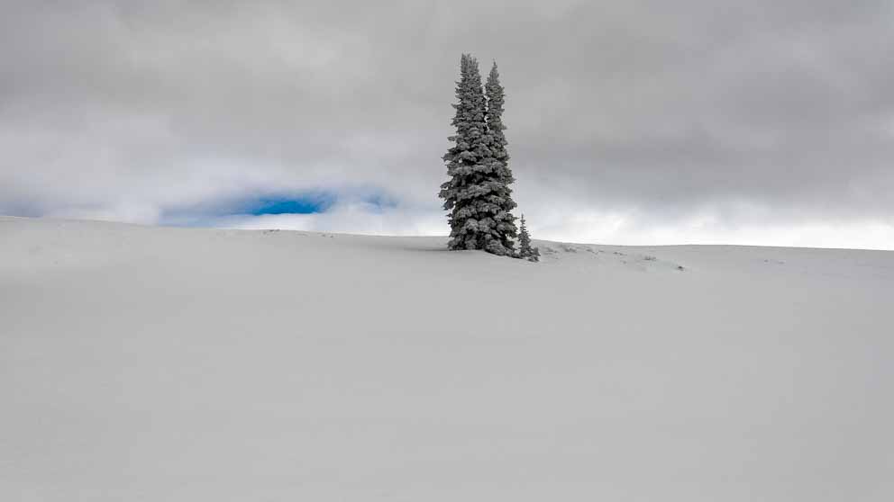 A long Pine Tree stands alone in winter's Tranquility by Mark Ruckman