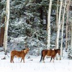 Winter Mountain Horses