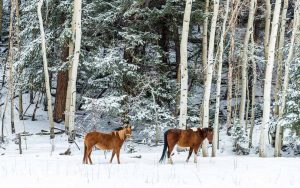 Winter Mountain Horses by Mark Ruckman