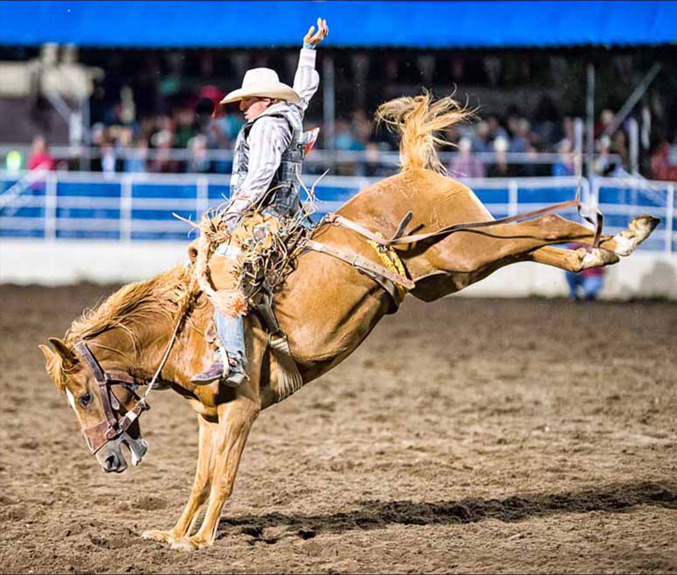 Cowboy rides a Bareback Bucking Bronco by Mark Ruckman