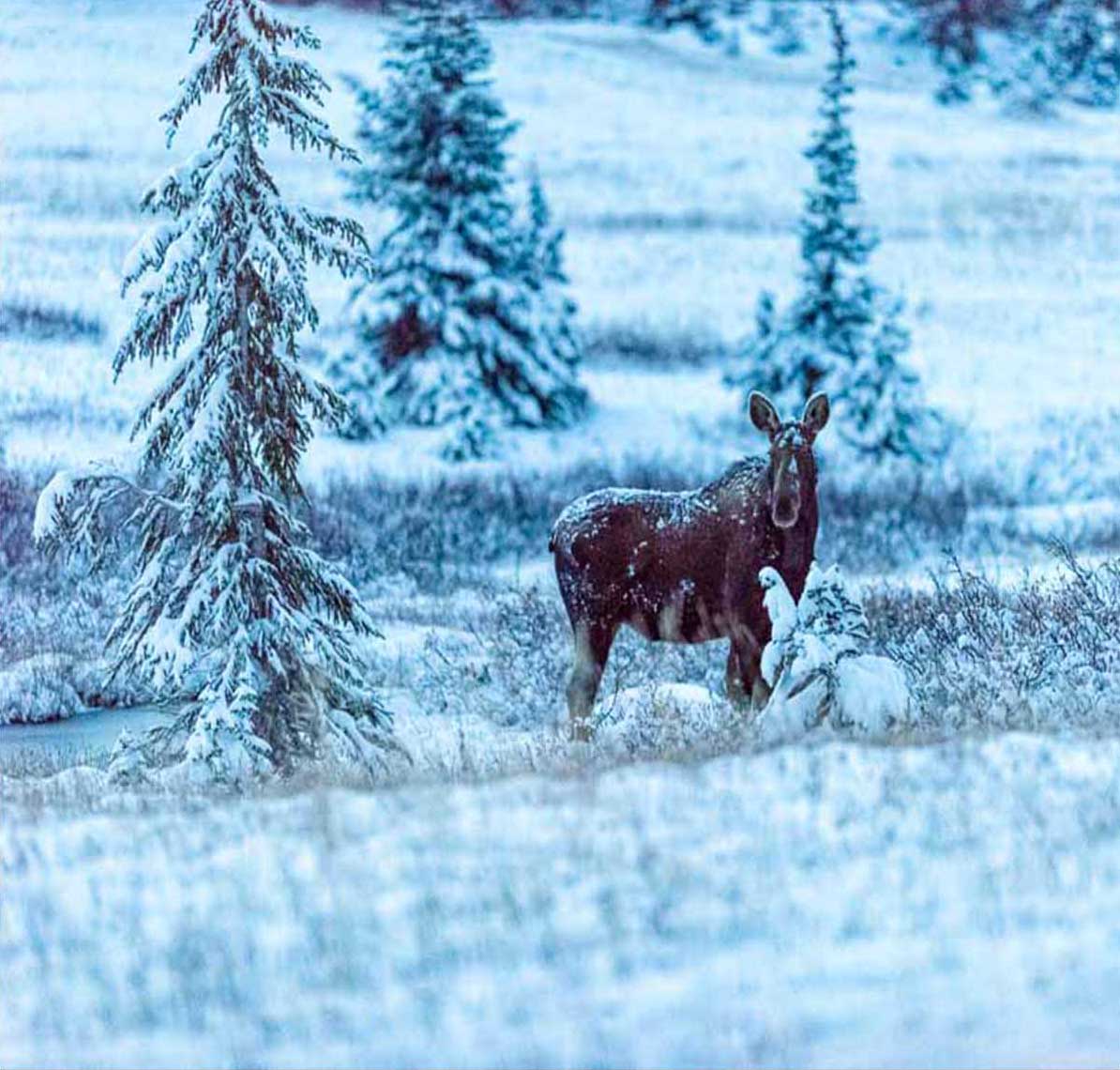 High Plains Drifter - Moose by Mark Ruckman