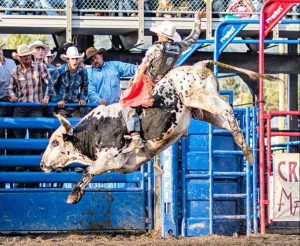Bull Rider during Rodeo Days by Mark Ruckman